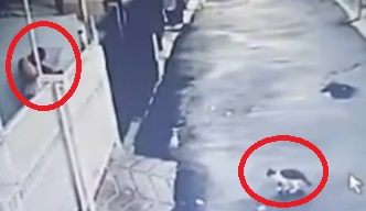 Pria di Kelapa Gading Jakut Tembak Kucing Timmy Tepat di Kepala, Kelojotan Lalu Mati